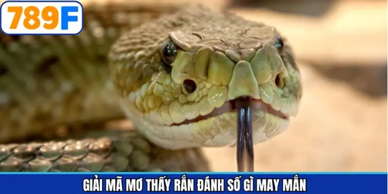 Thông điệp cụ thể khi mơ thấy rắn đánh số gì may mắn Thông điệp cụ thể khi mơ thấy rắn đánh số gì may mắn