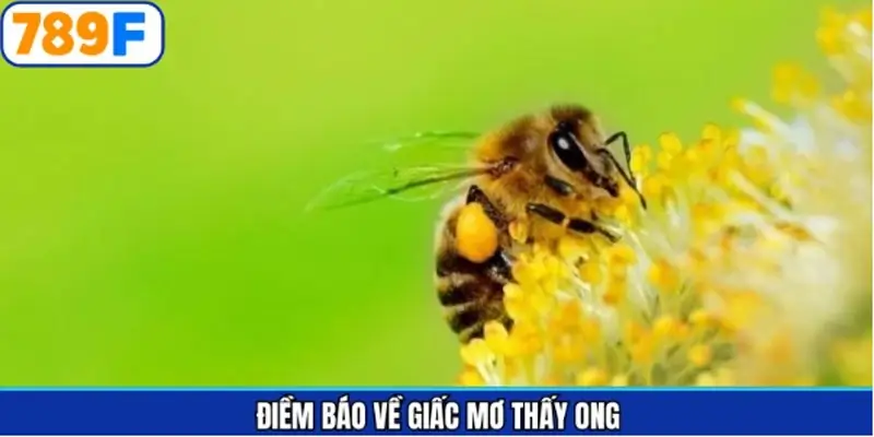 Thông điệp khi chiêm bao thấy ong