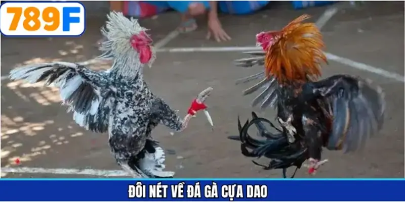 Thông tin cơ bản về loại hình chọi kê gay cấn