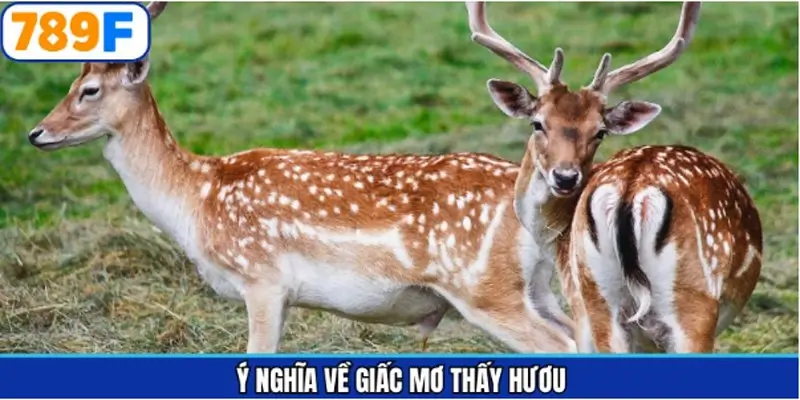 Thông tin khái quát về giấc chiêm bao