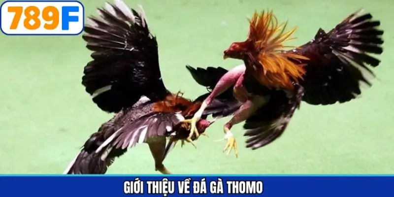 Thông tin tổng quan cần biết về sân chơi chọi kê Thông tin tổng quan cần biết về sân chơi chọi kê