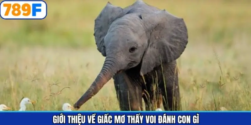 Thông tin về chiêm bao đặc biệt cho hội viên