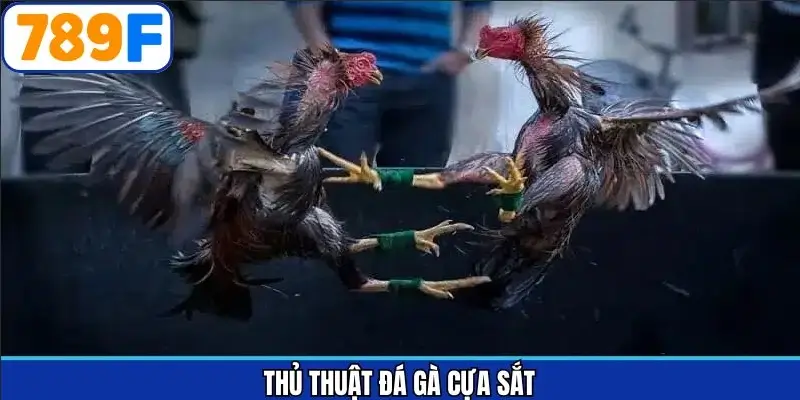 thủ thuật đá gà cựa sắt