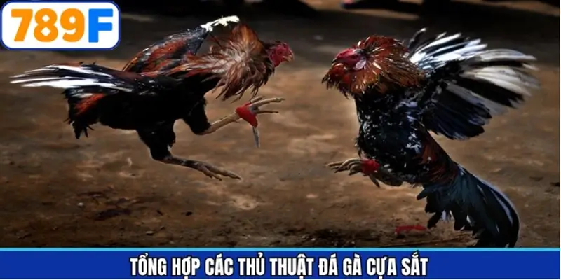 Thủ thuật đá gà cựa sắt thắng lớn từ cao thủ 789F