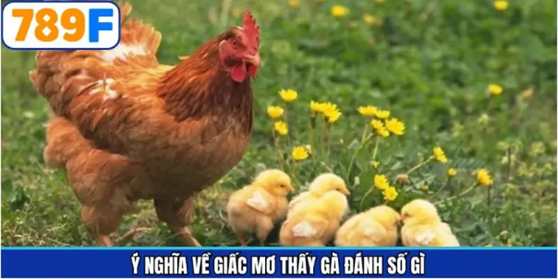 Tìm hiểu chiêm bao khi mơ thấy gà