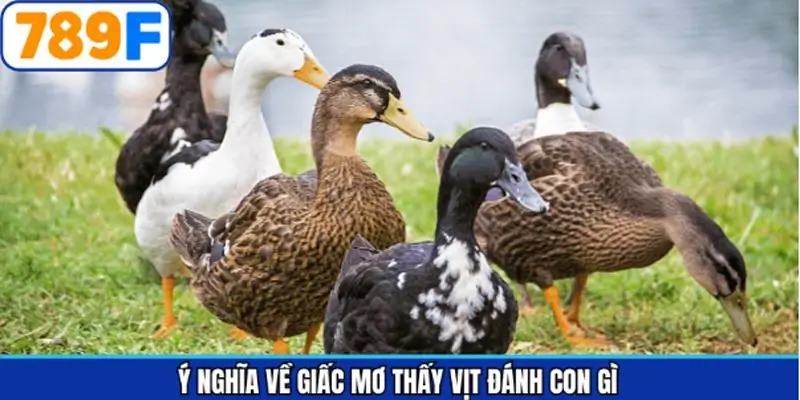 Tìm hiểu về ý nghĩa khi mơ thấy vịt