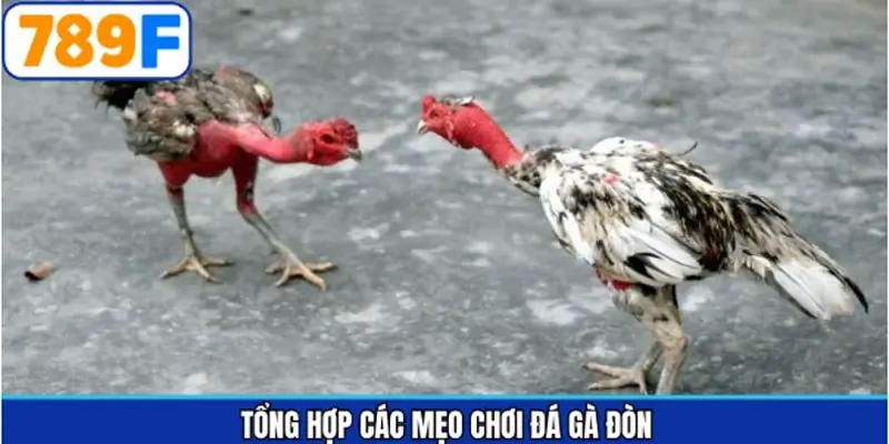 Tổng hợp các mẹo chơi đá gà đòn cho người lần đầu tham gia Tổng hợp các mẹo chơi đá gà đòn cho người lần đầu tham gia