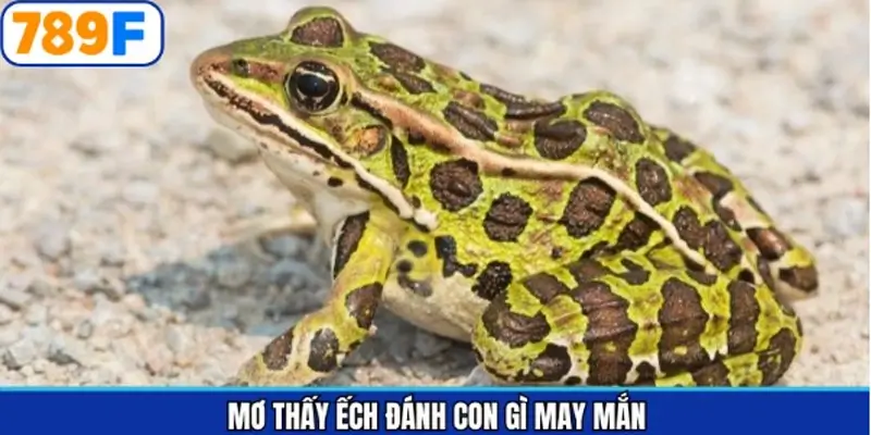 Tổng hợp những số nên đánh khi mơ thấy ếch đánh con gì