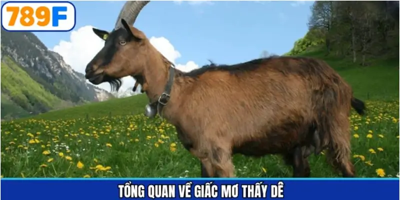 Tổng quan giấc mộng khi nhìn thấy dê Tổng quan giấc mộng khi nhìn thấy dê