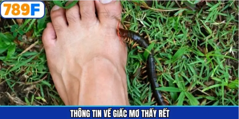 Tổng quan nội dung cần biết về việc chiêm bao thấy rết Tổng quan nội dung cần biết về việc chiêm bao thấy rết