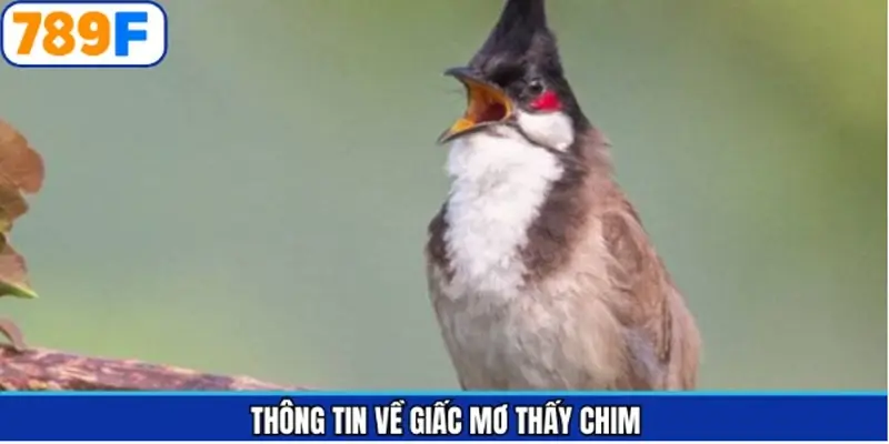 Tổng quan thông tin về giấc mộng Tổng quan thông tin về giấc mộng