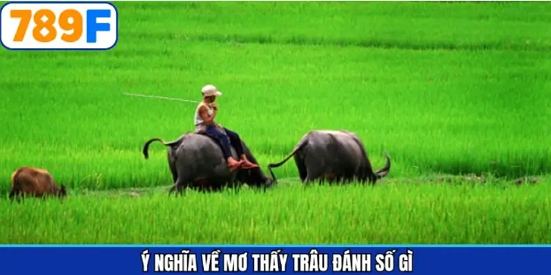 Tổng quan về chiêm bao gặp hình ảnh trâu