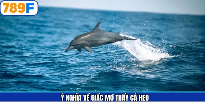 Tổng quan về điềm báo giấc mơ cá heo