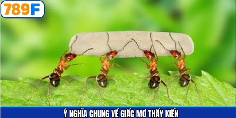 Tổng quan về giấc mộng liên quan đến kiến Tổng quan về giấc mộng liên quan đến kiến
