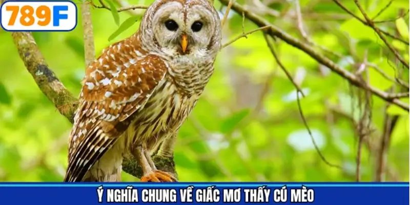 Tổng quan về ý nghĩa giấc mơ thấy chim cú