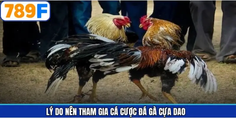 Ưu điểm khi tham gia cược đá gà cựa dao trên hệ thống