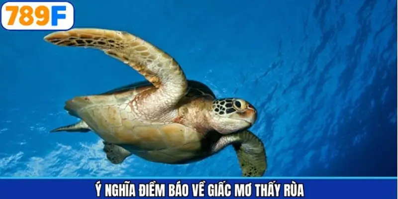 Ý nghĩa các giấc mơ thấy rùa cùng các con số cụ thể Ý nghĩa các giấc mơ thấy rùa cùng các con số cụ thể