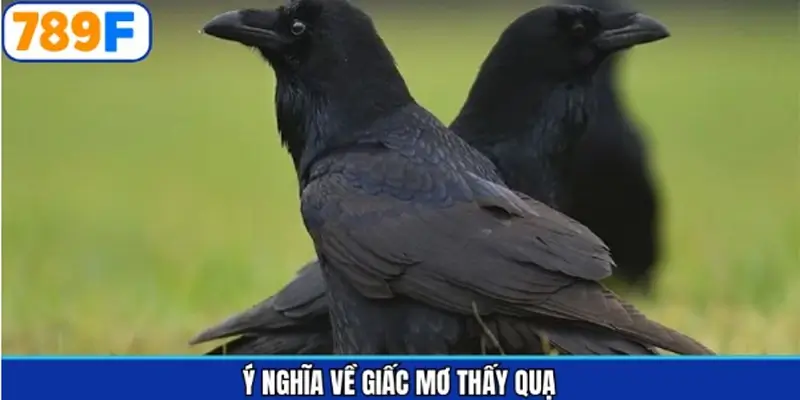 Ý nghĩa chung khi mơ thấy quạ đánh số gì