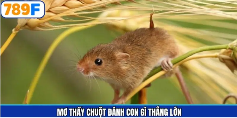 Ý nghĩa cụ thể của mơ thấy chuột đánh con gì