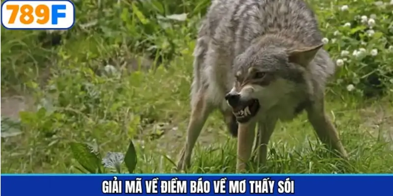 Ý nghĩa của những giấc chiêm bao về sói Ý nghĩa của những giấc chiêm bao về sói