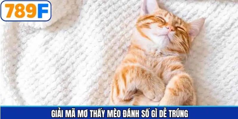 Ý nghĩa của những giấc mơ thấy mèo đánh con gì dễ trúng