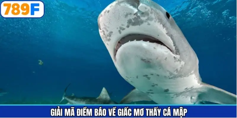 Ý nghĩa cực kỳ quan trọng của các giấc mơ thấy cá mập Ý nghĩa cực kỳ quan trọng của các giấc mơ thấy cá mập