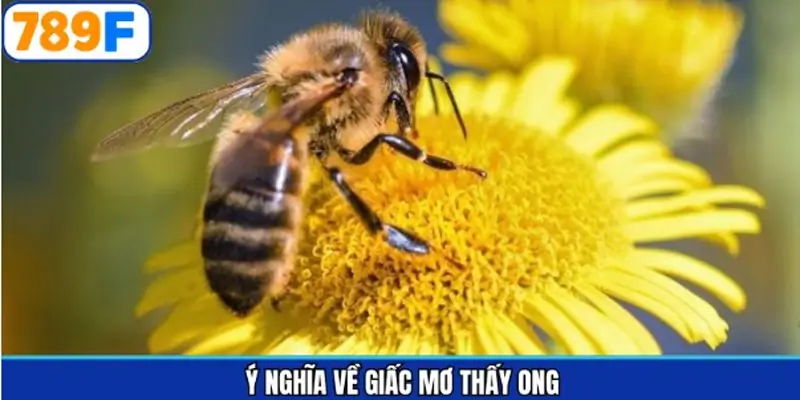 Ý nghĩa tích cực mơ thấy ong đánh số gì