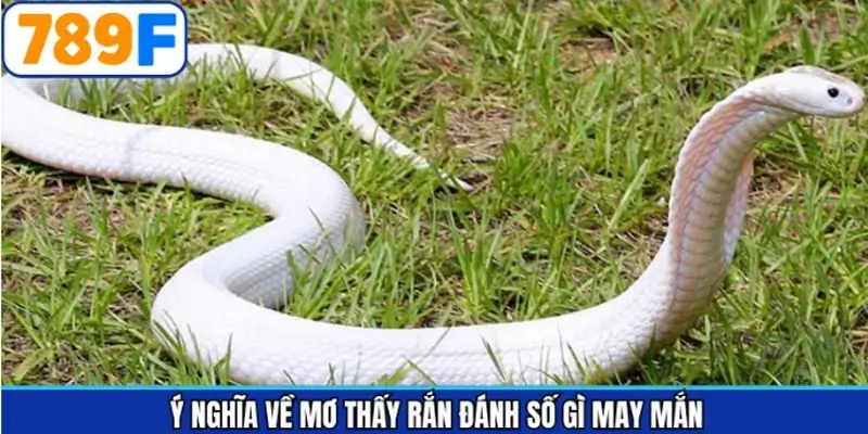 Ý nghĩa tổng quát khi chiêm bao gặp rắn Ý nghĩa tổng quát khi chiêm bao gặp rắn