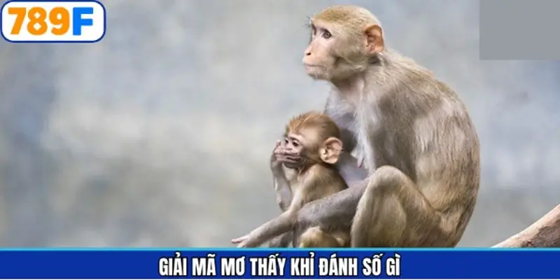 Ý nghĩa từng giấc mơ thấy khỉ đánh số gì Ý nghĩa từng giấc mơ thấy khỉ đánh số gì