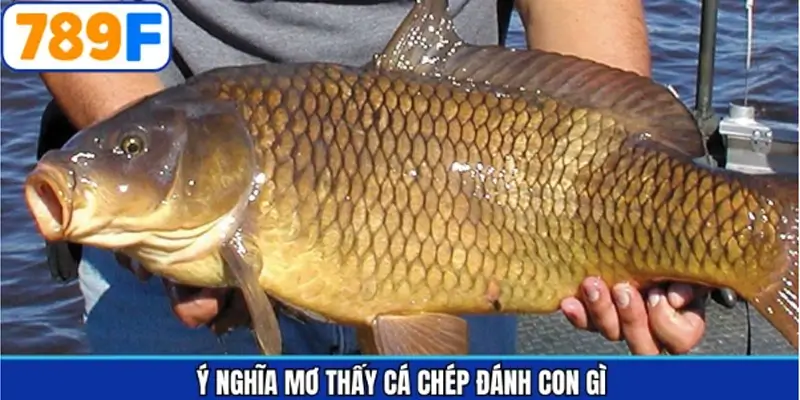 Ý nghĩa về giấc mơ cá chép trong phong thuỷ