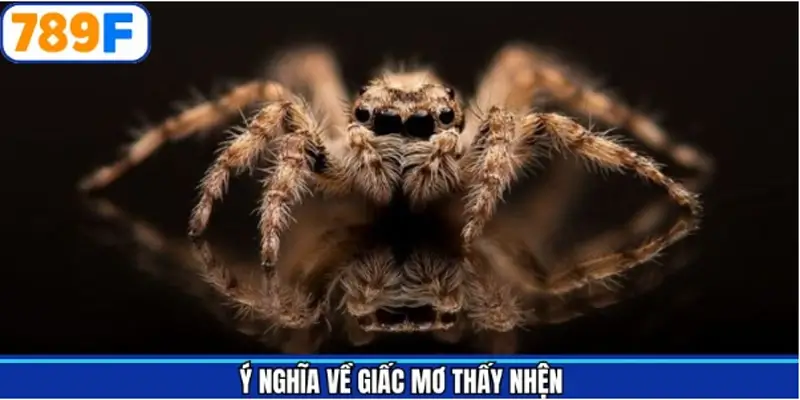 Ý nghĩa về việc chiêm bao thấy nhện Ý nghĩa về việc chiêm bao thấy nhện